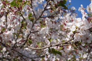 OITAリノベ 築５年の築浅中古住宅☆速見郡日出町 大字川崎